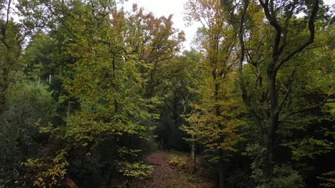 Autumn Layers and Colours in Forest of Dean Aerial Stock Footage 321448989