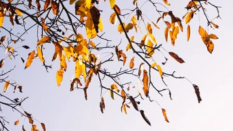 Autumn Leaf 10 Stockbeeldmateriaal 165868002