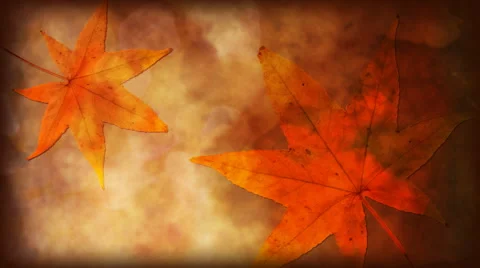 Autumn Leaf 1080 background Stock Footage 50778262