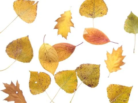 Autumn leaf 13 Stock Photos