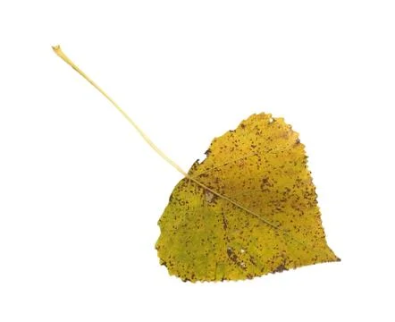 Autumn leaf 14 Stock Photos