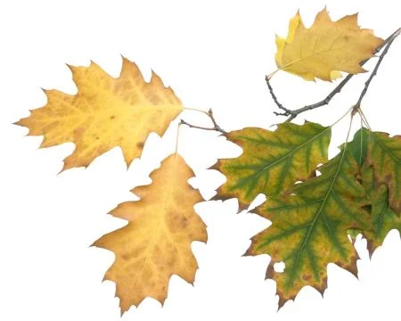 Autumn leaf 15 스톡 사진