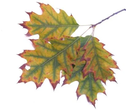 Autumn leaf 16 Stock Photos