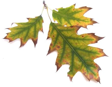 Autumn leaf 17 Stock Photos