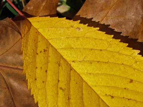 Autumn leaf (18) Stock Photos