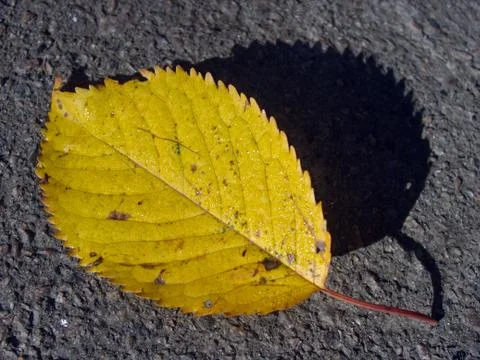 Autumn leaf (19) Stock Photos
