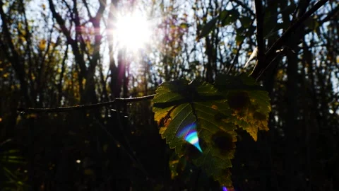 Autumn Leaf 2 Stockbeeldmateriaal 165867968