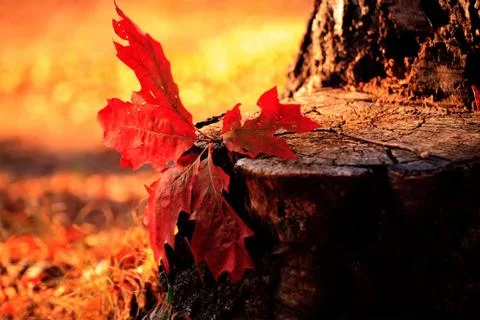 Autumn leaf 2 스톡 사진