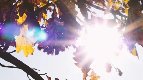 Autumn Leaf 3 Stockbeeldmateriaal 165867972