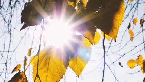 Autumn Leaf 4 Stockbeeldmateriaal 165867971