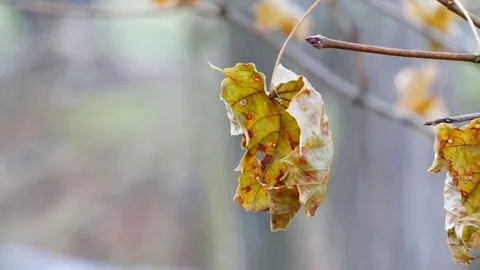 Autumn Leaf 4K Stock Footage 83864527