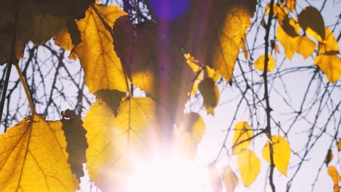 Autumn Leaf 5 Stockbeeldmateriaal 165867979