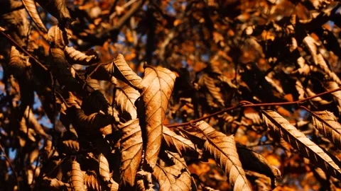 Autumn Leaf 6 Stockbeeldmateriaal 165867978