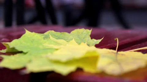 Autumn leaf 7 Stock Footage 31034037