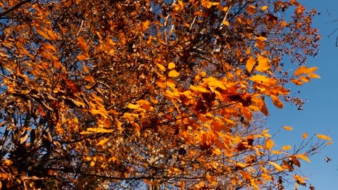 Autumn Leaf 7 Stockbeeldmateriaal 165867976