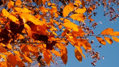 Autumn Leaf 8 Stockbeeldmateriaal 165867995