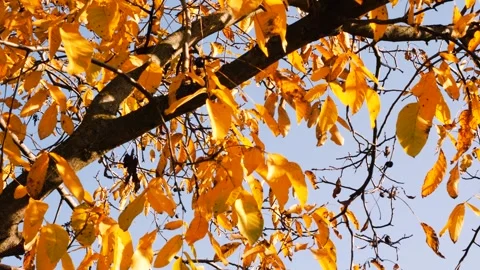 Autumn Leaf 9 Stockbeeldmateriaal 165867987