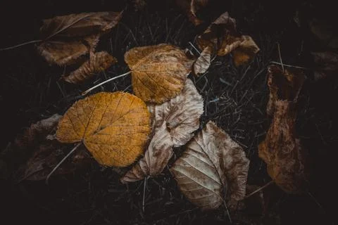 Autumn leaf aesthetic background. Stock Photos
