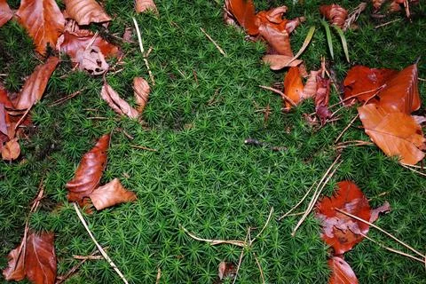 Autumn leaf aesthetic background. Stock Photos