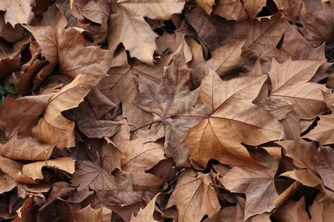Autumn leaf aesthetic background. Stock Photos