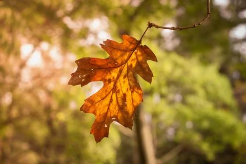 Autumn leaf against backlight Stock Photos