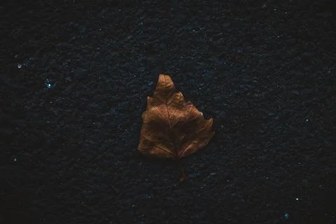 Autumn leaf alone on the road Stock Photos