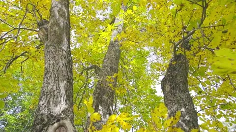 Autumn leaf and trunk Stock Footage 44391106