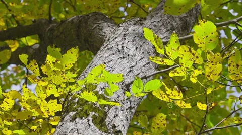Autumn leaf and trunk Stock Footage 44391159
