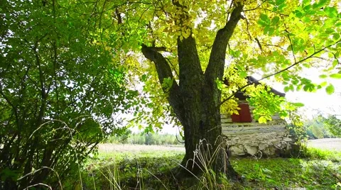 Autumn leaf and trunk Stock Footage 44391179