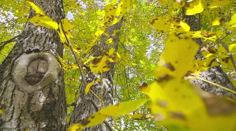 Autumn leaf and trunk Stock Footage 44391185