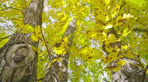 Autumn leaf and trunk Stock Footage 44391188