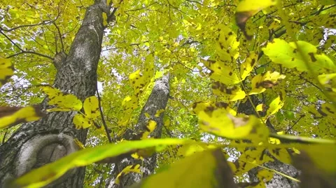 Autumn leaf and trunk Stock Footage 44391225