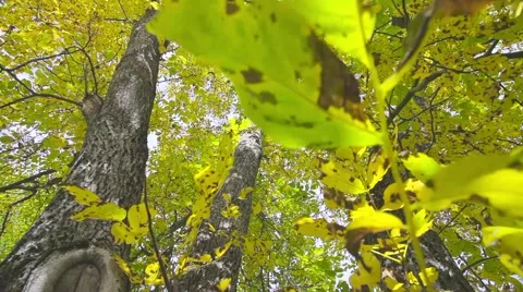 Autumn leaf and trunk Stock Footage 44391238