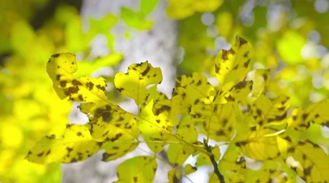 Autumn leaf and trunk Stock Footage 44391283