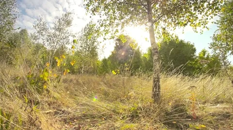 Autumn leaf and trunk with sunshine at sunset Stock Footage 44391189