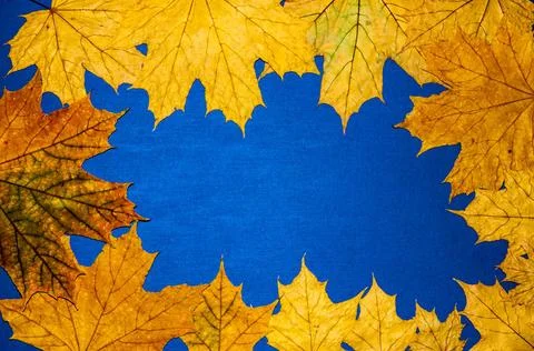 Autumn leaf Autumn leaf gift of Golden autumn. Early autumn is the time fo... Stockfoto's