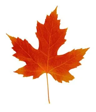 Autumn leaf. Autumn maple leaf isolated on a white background. Vector Illustrazione stock