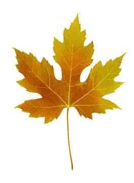 Autumn leaf. Autumn maple leaf isolated on a white background. Vector Stock-Illustration