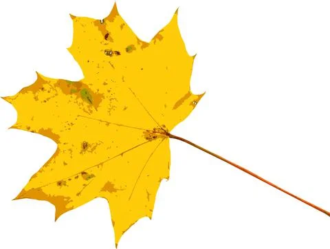 Autumn leaf. Autumn maple leaf isolated on a white background. Stock Illustration