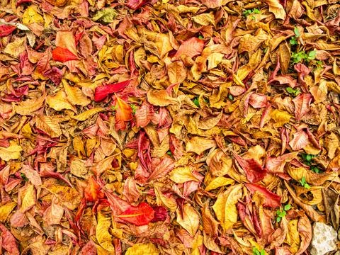 Autumn leaf background with dry fallen yellow and red leaves on the ground Stock Photos