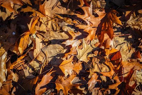 Autumn leaf background. Fall backdrop. Stock Photos