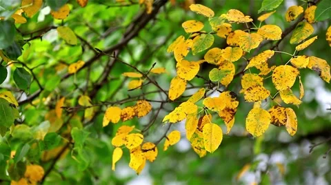 Autumn leaf background Stock Footage 44385238