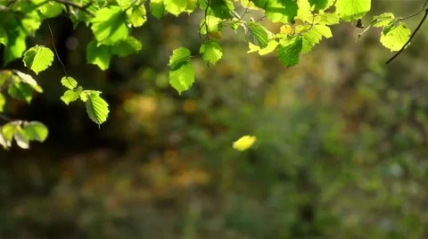 Autumn leaf background Stock Footage 44385282