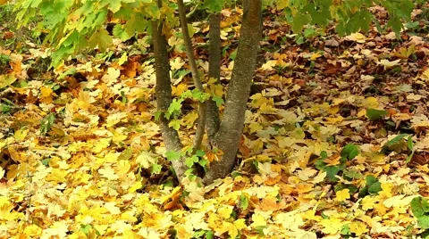 Autumn leaf background Stock Footage 44385317