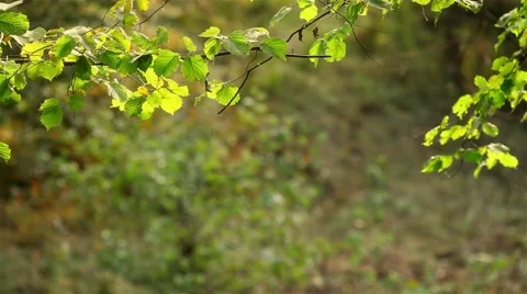 Autumn leaf background Stock Footage 44385318