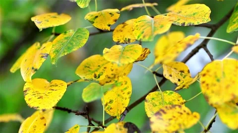 Autumn leaf background Stock Footage 44385328