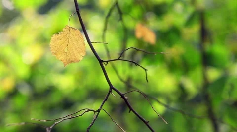 Autumn leaf background Stock Footage 44385329