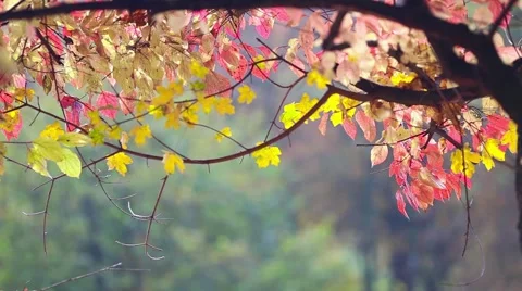 Autumn leaf background Stock Footage 44390081
