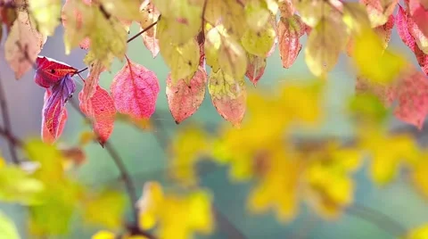 Autumn leaf background Stock Footage 44390095