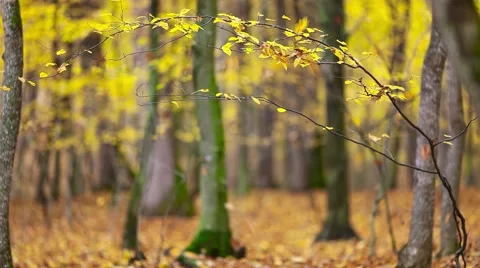 Autumn leaf background Stock Footage 44390131